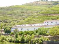 🇵🇹杜羅河谷Douro valley｜遊船賞巨幅葡萄園美景