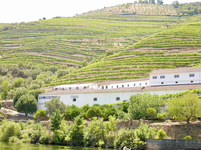 🇵🇹杜羅河谷Douro valley｜遊船賞巨幅葡萄園美景