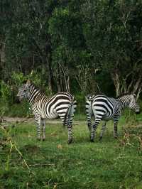 Maasai Mara Safari Tour