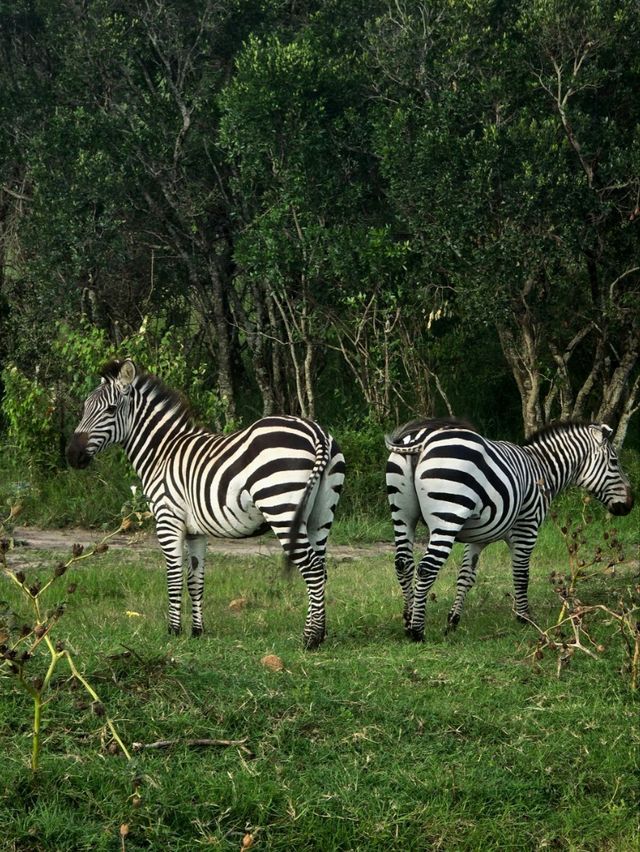 Maasai Mara Safari Tour