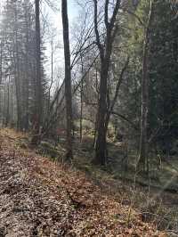 Into the woods