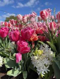 Spring Tulips 🌷