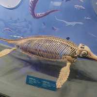 Dinosaurs, nice exhibitions in Natural History Museum of China 