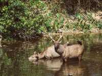 Into the Jungle: Discovering Khao Yai National Park, Thailand.