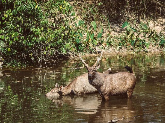 Into the Jungle: Discovering Khao Yai National Park, Thailand.