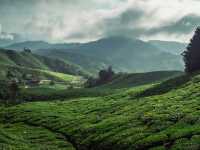 Step into a Fairytale: Exploring the Mossy Forest of Cameron Highlands