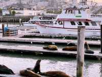Golden Gates & Hidden Lanes: Exploring San Francisco Like a Local