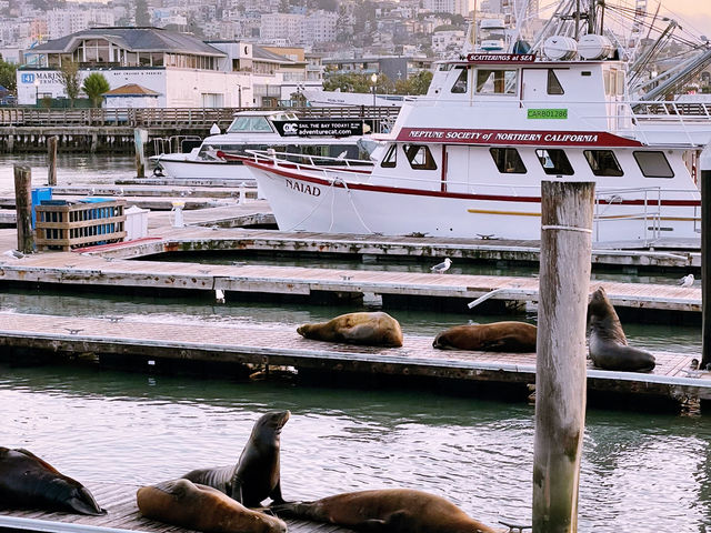 Golden Gates & Hidden Lanes: Exploring San Francisco Like a Local