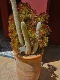 🌿 Le Jardin Secret – A Hidden Oasis in the Heart of Marrakech