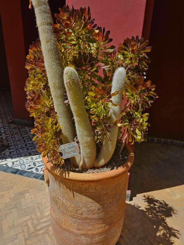 🌿 Le Jardin Secret – A Hidden Oasis in the Heart of Marrakech