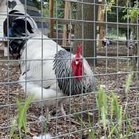 Mudchute Park and Farm: A Slice of Countryside in the City 🐑🦆🐴