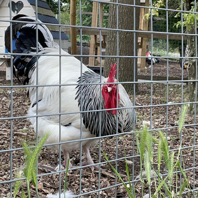 Mudchute Park and Farm: A Slice of Countryside in the City 🐑🦆🐴