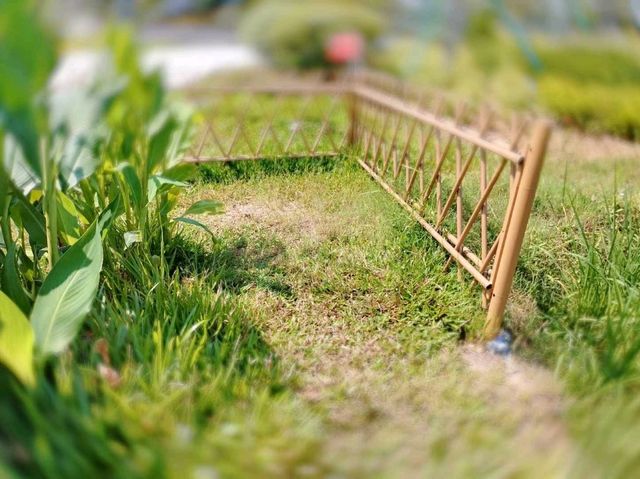 🌾 Urban Fields of Dejunzhou: Nature Thrives in the City