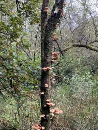 Mushroom Foraging in Glasgow