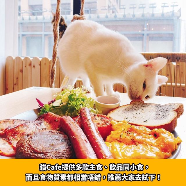 旺角人氣貓cafe🐱貓啡cafe
