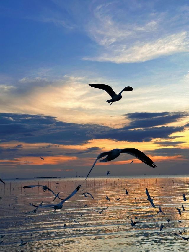 🇹🇭Bangkok Surrounding Attractions - Watch Seagulls at Pak Nam Laem Chabang Beach