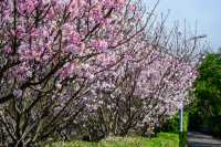 Spring cherry blossom viewing, Taipei's Yangmingshan welcomes a colorful feast.