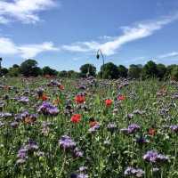 Pitshanger Park - London