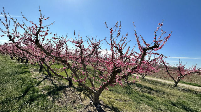 Stroll through Aitona, the flower town of Lleida province in Spain.