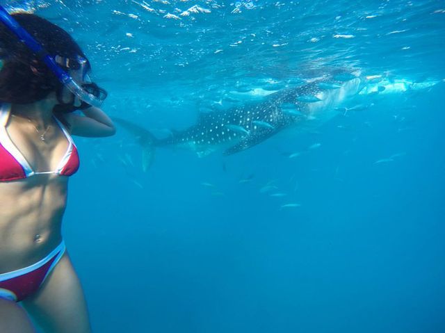 Checking Off a Bucket List Item - Swimming with Whale Sharks in Oslob, Cebu. 🐋