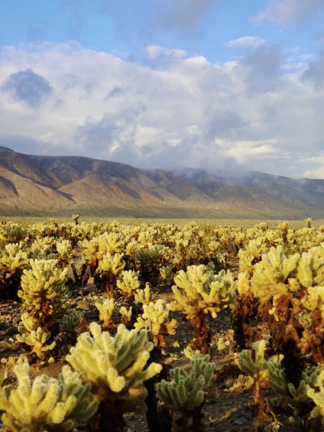 2-Day Joshua Tree Adventure Guide🌵🌅🚶‍♀️