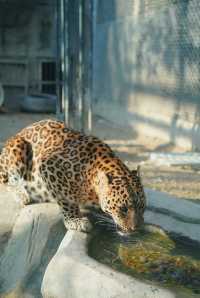 親子好去處溫州景山動物園爬山看動物