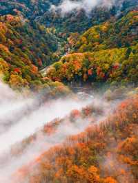 到了光霧山才知道什麼叫層林盡染