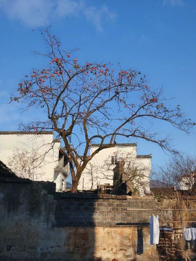 你一定要來卢村看一看，卢村的景色更加充滿生活氣息，遊客非常的少，古樸的田園風光處處可見，卢村的歷史悠久，整個村子沿溪而建，村子的主要街道在小溪的兩旁，卢村充滿了有山有水的田園風情，是個充滿了詩情畫意的皖南鄉野村落