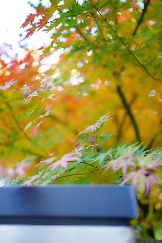 Quiet and good times in the suburbs of Kunming, mountain life, maple leaves in full bloom