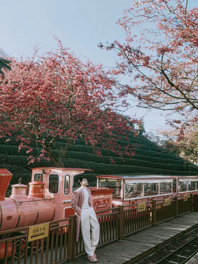 坐粉紅色小火車宮赴福建最美賞櫻之地