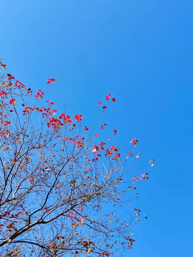 壽桃湖蘆葦，你好看的太過分了