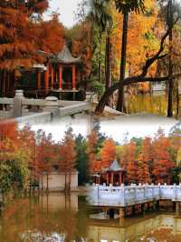 東莞落羽杉公園安利，這個小眾秘境藏不住啦