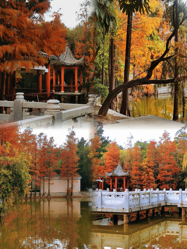 東莞落羽杉公園安利，這個小眾秘境藏不住啦