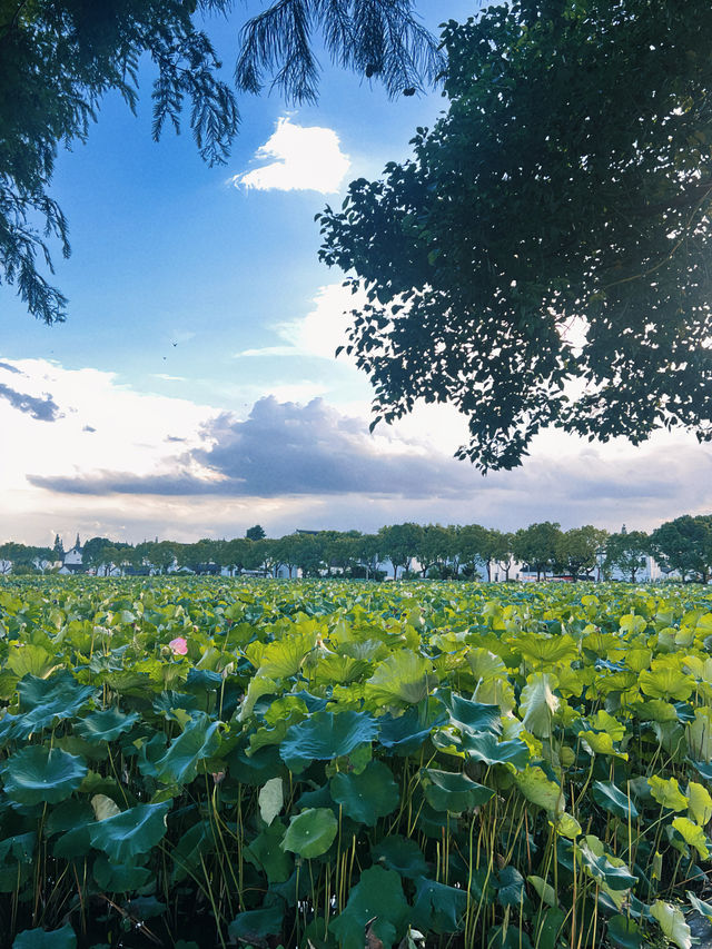 魔都看荷花｜金澤鎮蓮湖村