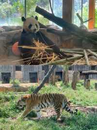 國慶去哪玩？就去雲南野生動物園