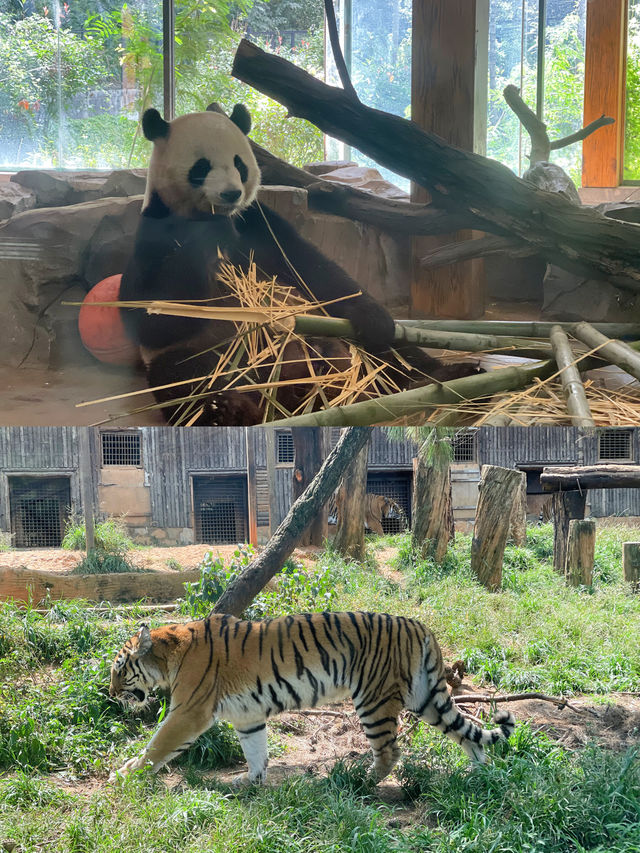 國慶去哪玩？就去雲南野生動物園