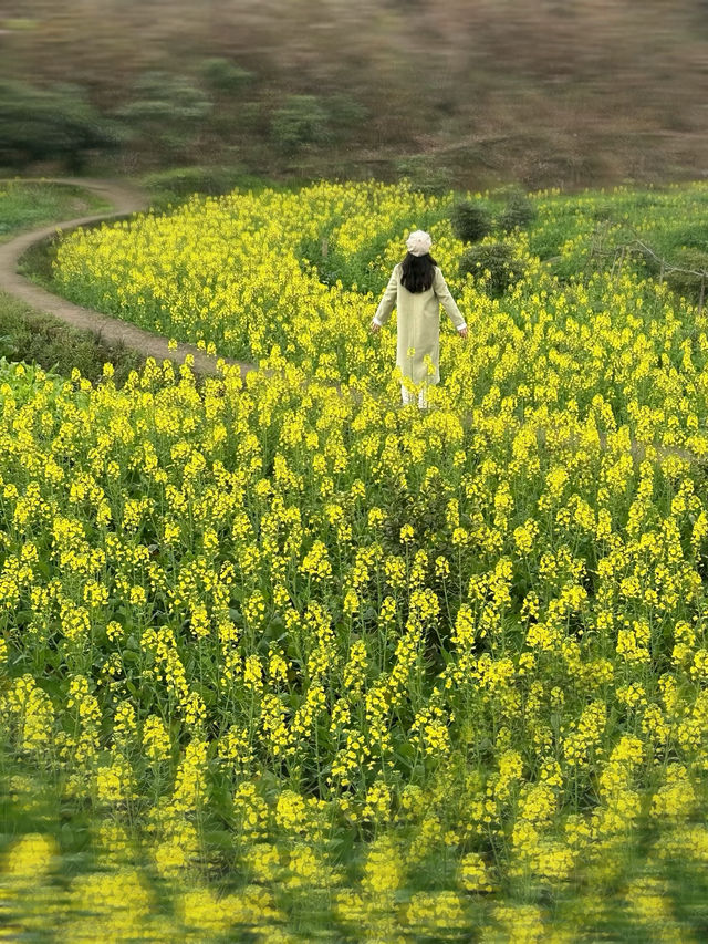 春日浪漫油菜花田，一起來野炊吧！！