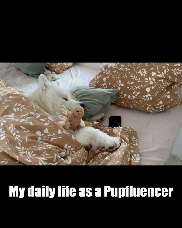 ☀️🌙 Day or night? The life of a pupfluencer revealed! 😁