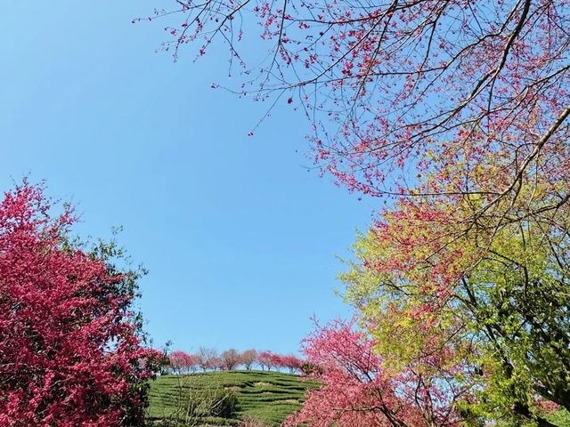 在福建在福建漫山遍野的櫻花永福櫻花園