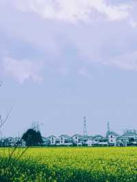 崇州重慶路油菜花黃了 | 成都春日賞花攻略