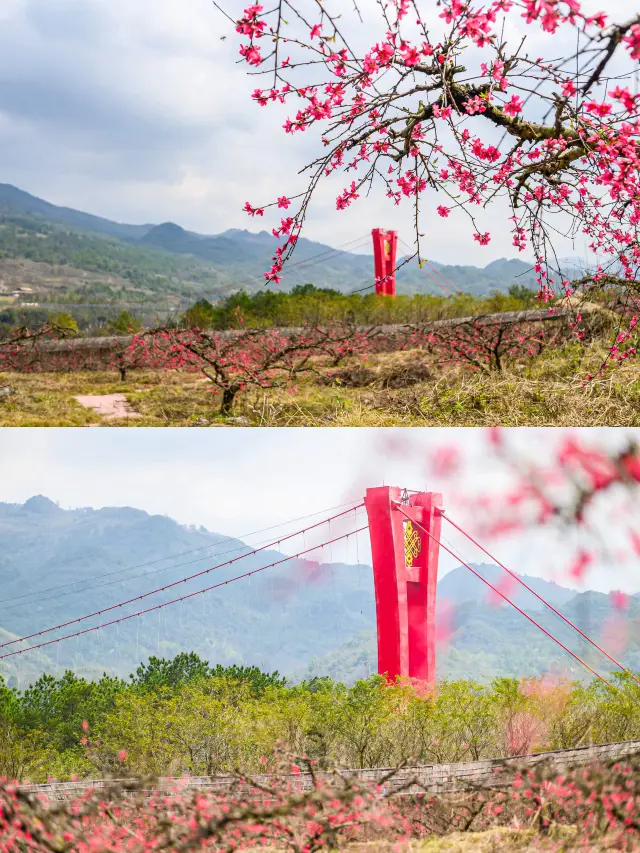 Lianzhou is bursting with spring vitality as the Peach Blossom Festival makes a stunning arrival
