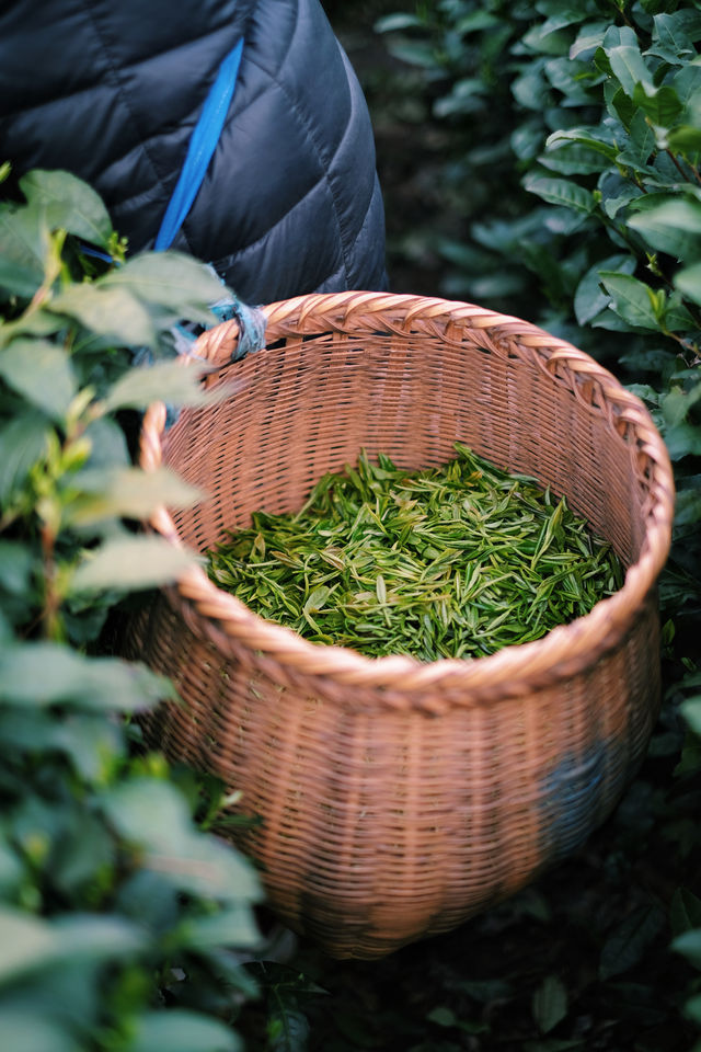 比起龍井村，我更愛來梅家坞吃茶嚐農家菜