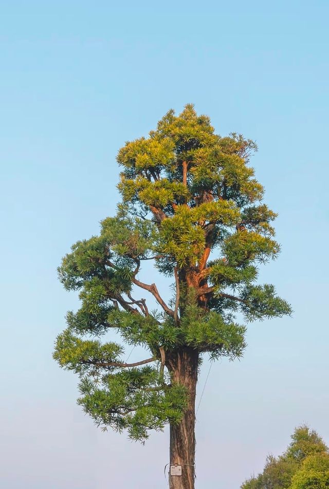總要來趟興寧吧，感受一下神光山的日