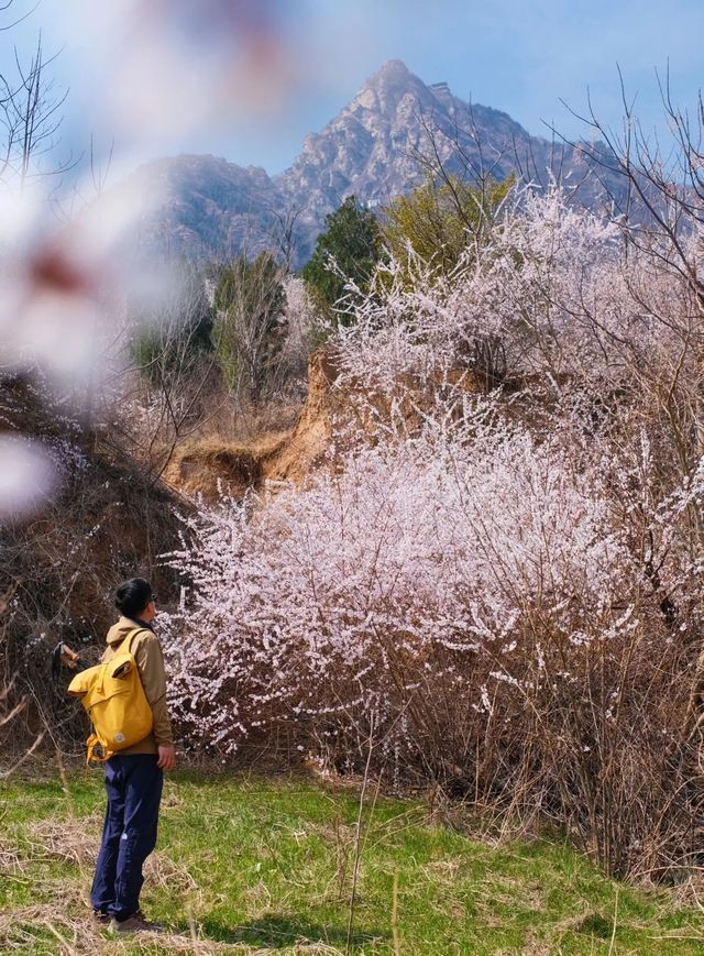 鄭州這個杏花山村快沖錯過再等一年