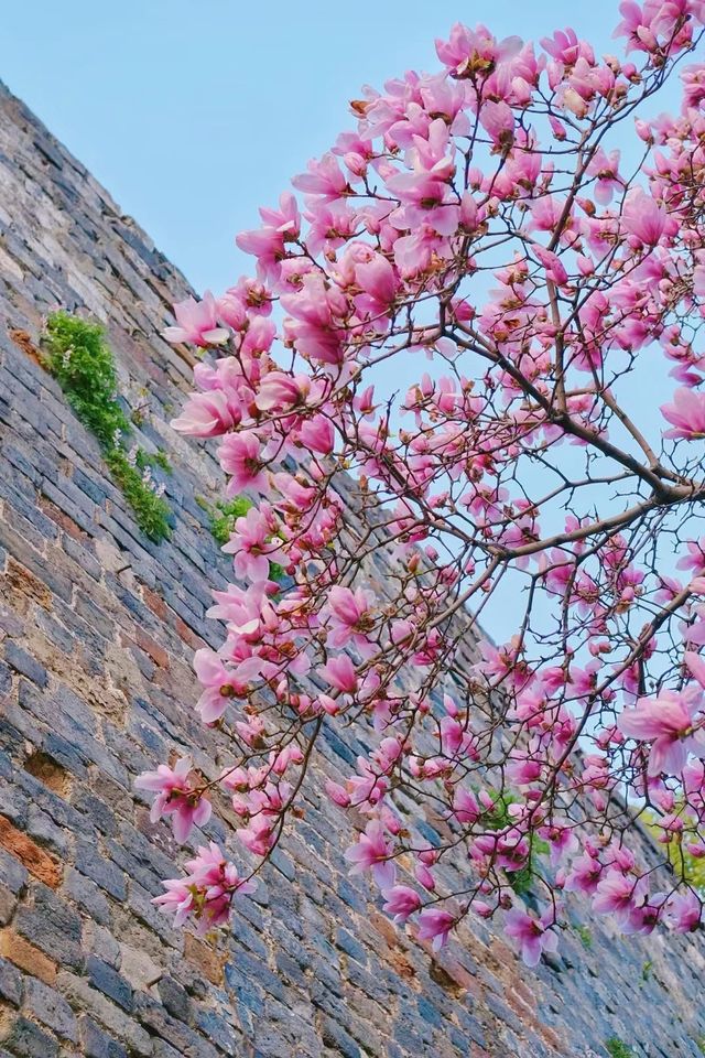 我在南京走花路～百年城牆邊邂逅浪漫紫玉蘭