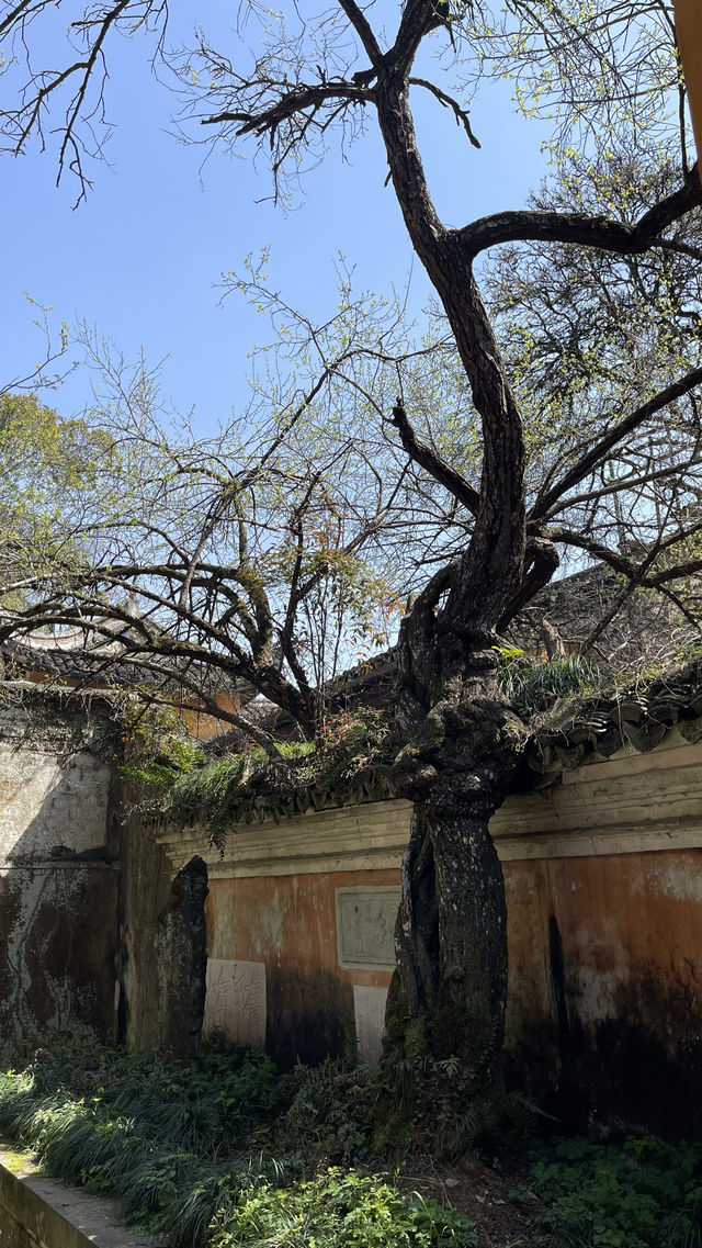 若寺成立，則國泰民安～遊覽天台國清寺所感