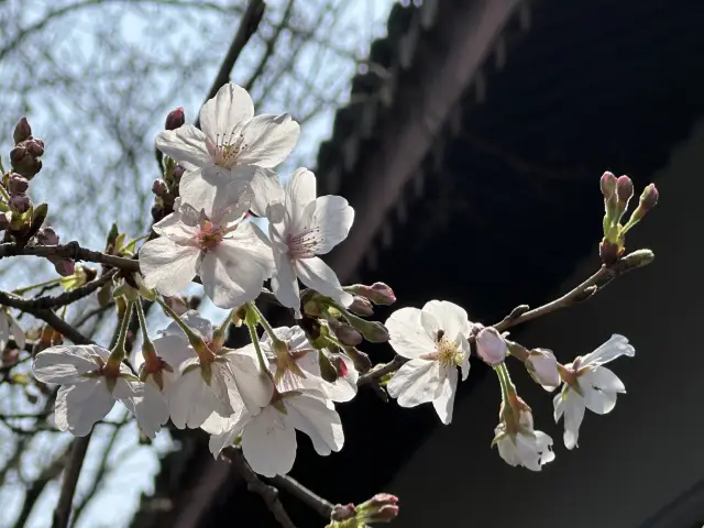 천년 고성 행 마치 거울 속을 거니는 듯하다