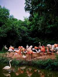 上海野生動物園值不值得去