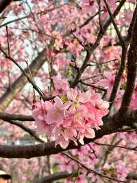 被99%廈門人忽略的櫻花園！（3月23日實況）