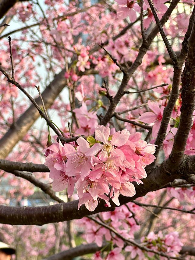 被99%廈門人忽略的櫻花園！（3月23日實況）